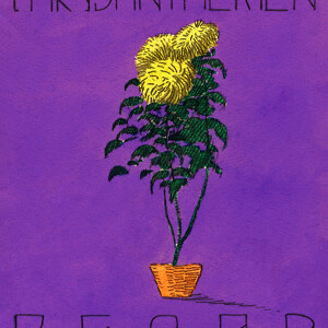 Karl Wiener Chrysanthemen Begar