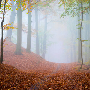 Waldspaziergang in Ueckeritz