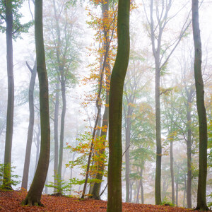 Herbststimmung im Wald