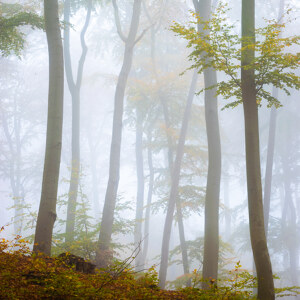 Nebelwald auf Usedom
