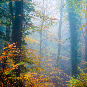 Herbstwald auf Usedom