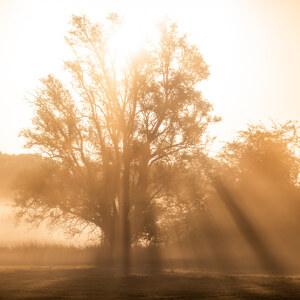 Baum in der Morgensonne
