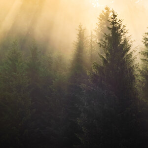 Lichtstrahlen im Wald