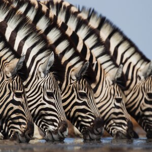 Zebras an Wasserstelle