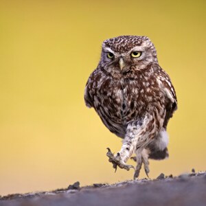 Steinkauz stolziert ueber Feld