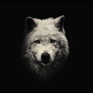 Tiere aus der Schattenwelt