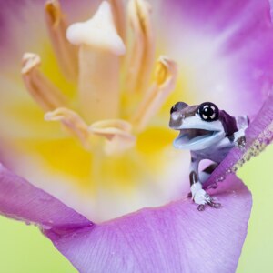 Frosch in Blume