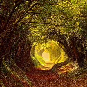 Spaziergang durch den Herbstwald