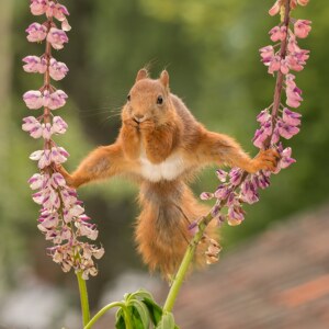 Karate-Eichhoernchen