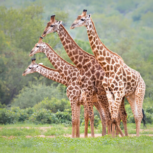 Vierkoepfige Giraffe