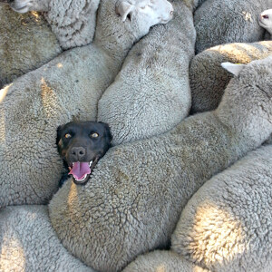 Schaeferhund in Herde verloren