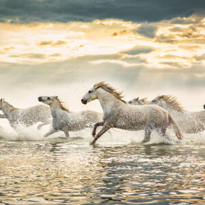 Camargue-Pferde am Strand