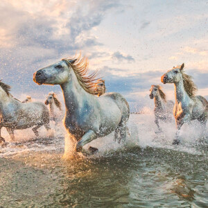 Camargue-Pferde am Strand