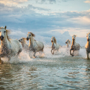 Camargue-Pferde am Strand