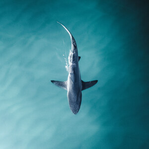 Beutezug im flachen Wasser