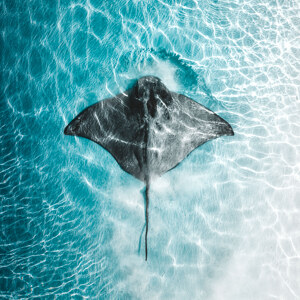 Beutezug im flachen Wasser