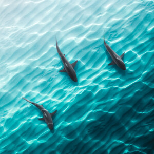 Beutezug im flachen Wasser