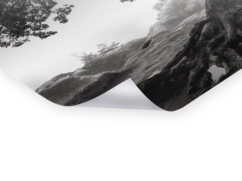 Alte Eiche - Saechsische Schweiz