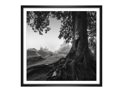 Alte Eiche - Saechsische Schweiz