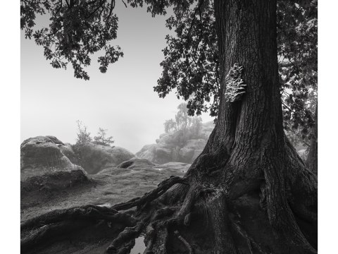 Alte Eiche - Saechsische Schweiz