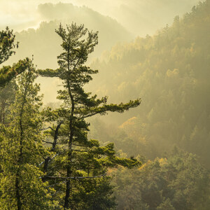 Basteiaussicht im Nebel Elbsandsteingebirge
