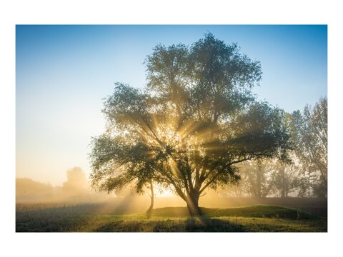 Baum im Herbstlicht