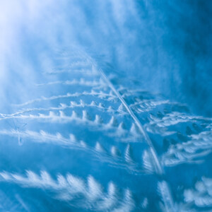 Blue fern