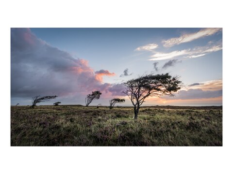 Braderuper Heide Sylt