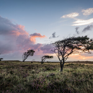 Braderuper Heide Sylt