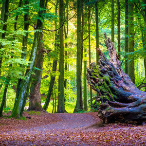 Buchenwald auf Insel Ruegen