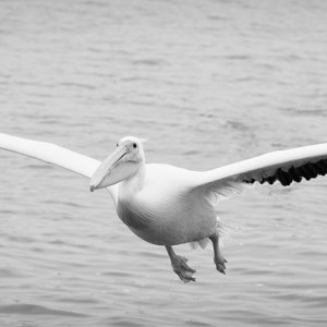 Peilikan in Namibia