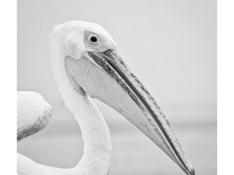 Pelikane in Namibia