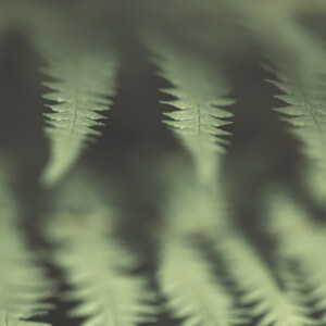 Fern Close-up