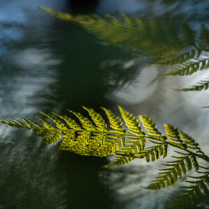 Fern frond