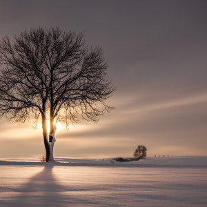 Baum im Schnee