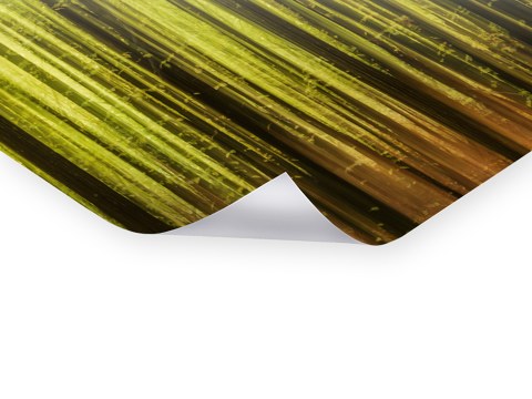 Buchenwald im Fruehling