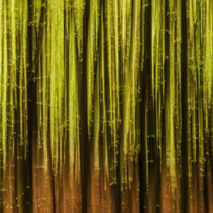 Buchenwald im Fruehling