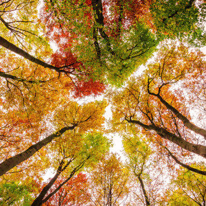 Buchenwald im Herbst