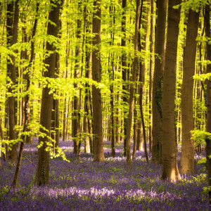 Hasenglöckchen im Wald