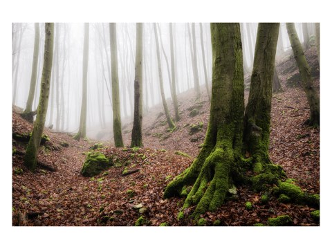 Nebel des Lichtenfels