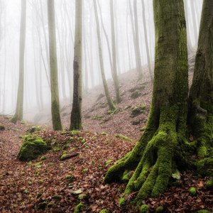 Nebbia di Lichtenfels