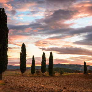 viste Cypress toscani