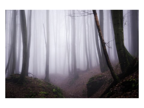 Wald im Nebel
