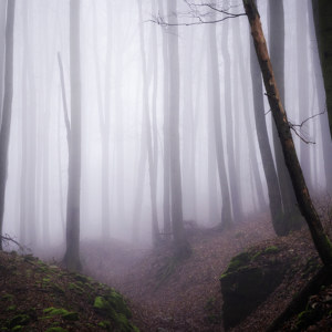 Wald im Nebel