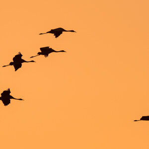Kranichzug im Abendlicht