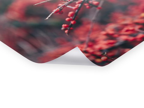 Beerenstrauch im Winter mit roten Beeren