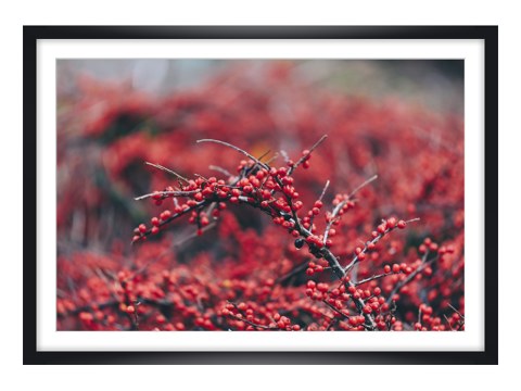 Beerenstrauch im Winter mit roten Beeren