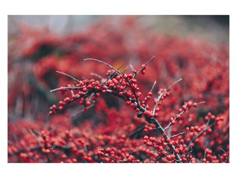 Beerenstrauch im Winter mit roten Beeren