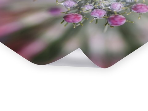 Blüten der Kugelprimel