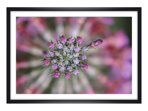 Blüten der Kugelprimel